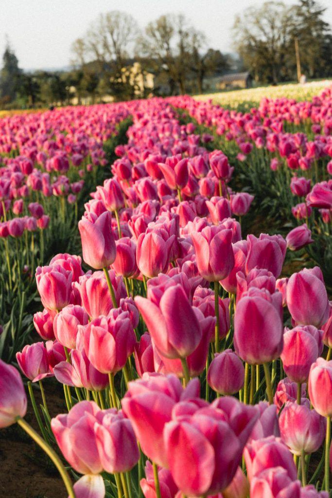 Whimsical Cascade: Artful Blossom Array